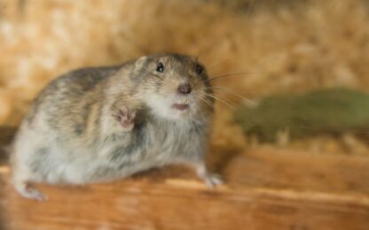 Beste Hamsterkooi van 2026